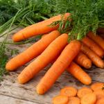 Potagères - Carotte Berlikumer 2 - BIO - face recto